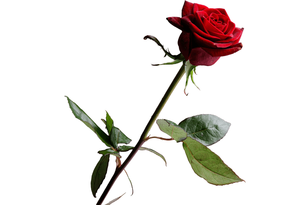 Virtuelle Rose als digitales Geschenk — FlorAmor